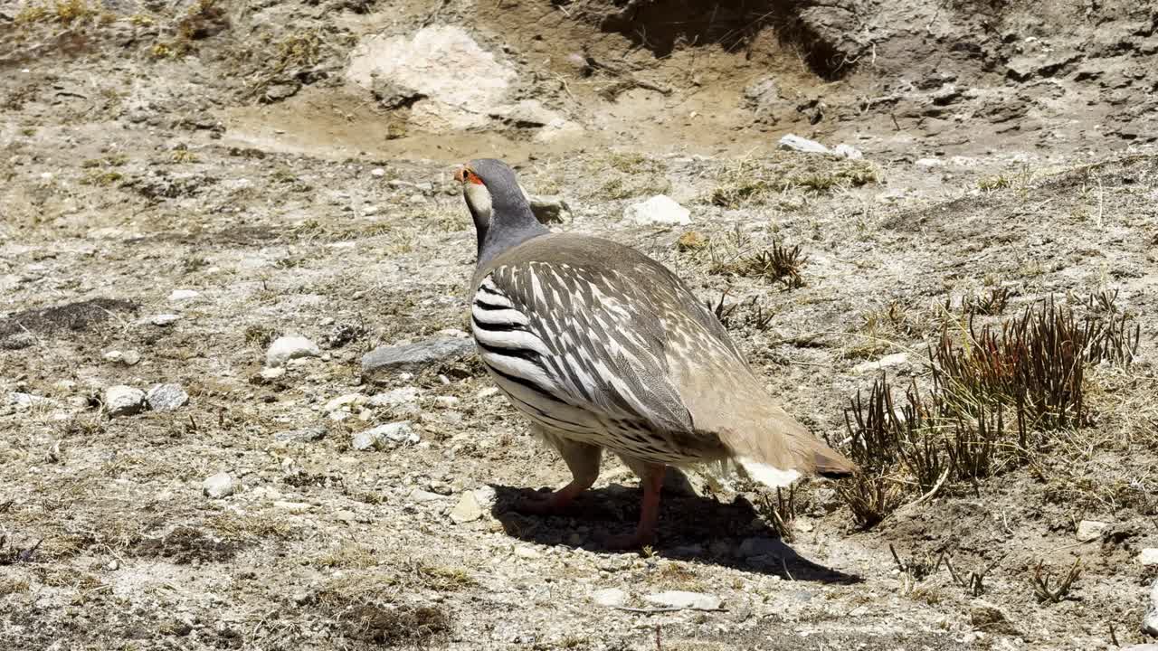 A rare Himalayan bird thrives above 4,000 meters in the rugged alpine zone