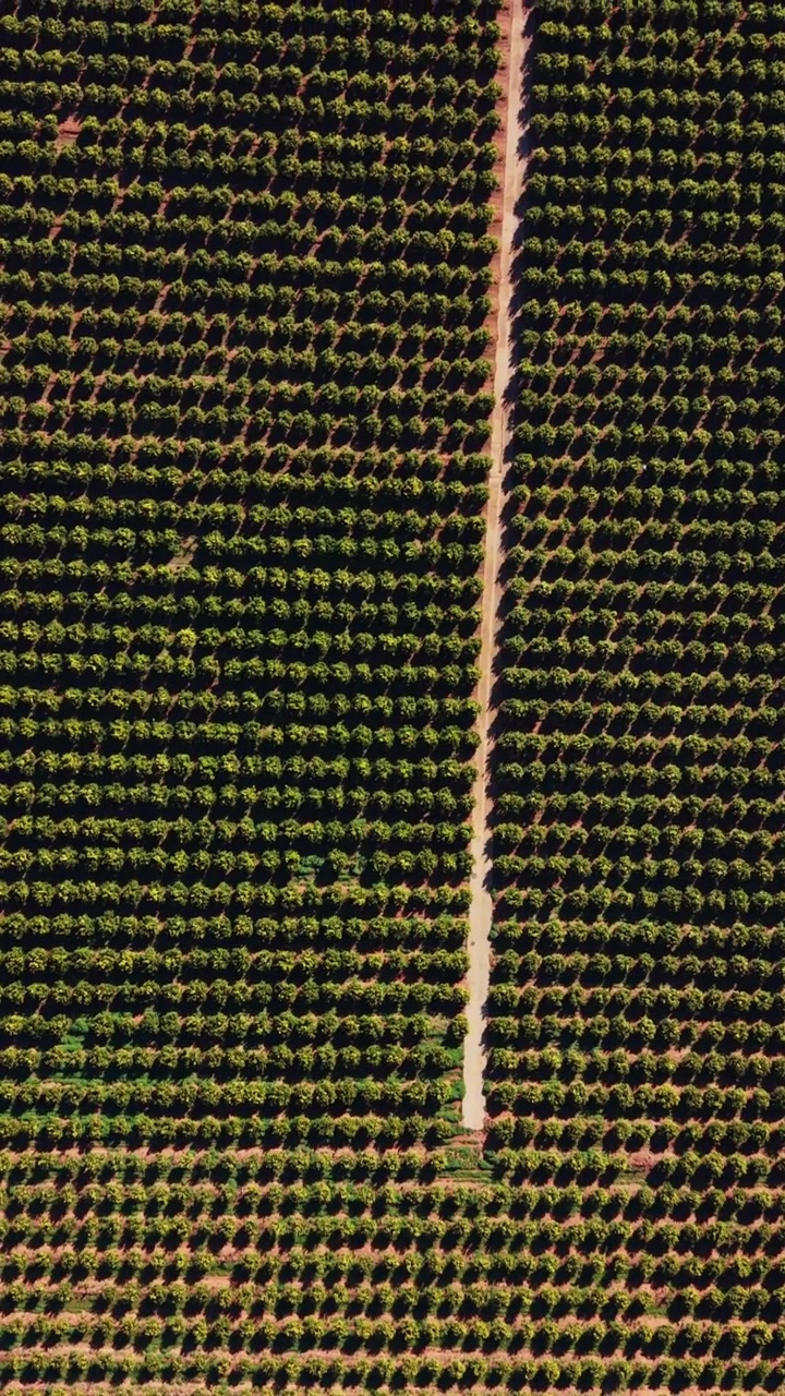 Vineyards in Spain showcasing rows of grape plants during the daytime