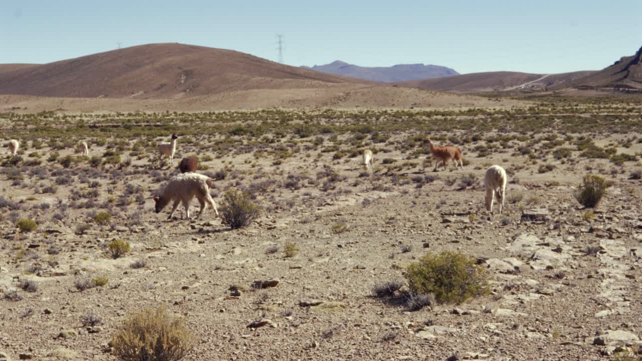 Llama domesticated animals outdoor South American camelid Andean cultures Bolivia rural