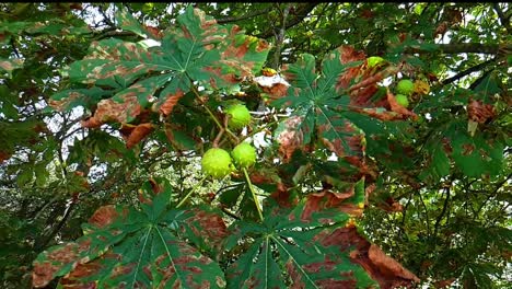 castañas de caballo colgando de un árbol en otoño listas para abrir y caer