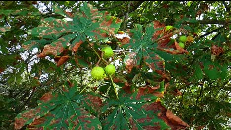 horse chestnuts hanging on a tree in autumn ready to open and fall