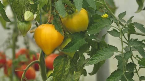 tomates en diferentes colores con diferentes especies-15