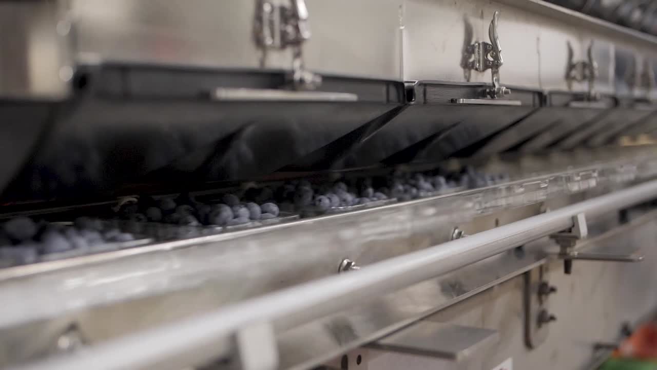 블루베리 가공 및 포장 공장