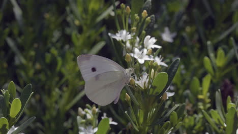 Macro-Polilla-Blanca-Alimentándose-De-La-Flor-De-Boobialla-Rastrera-En-Cámara-Lenta