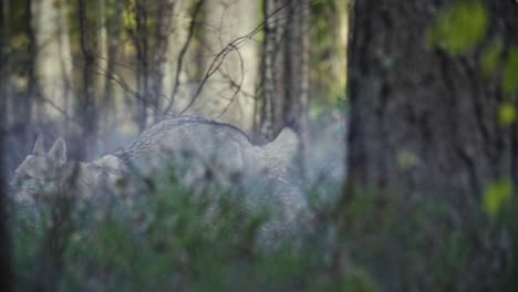 wolf running in a forest with mist and fog on foreground blurry background