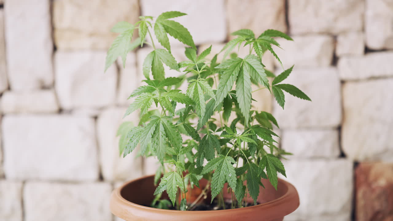 They don't call it a 'pot' plant for nothing