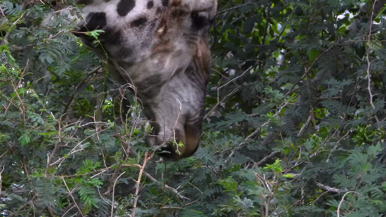 A detailed close-up shot of a giraffe feeding on leaves within a conservation area in Kruger National Park, South Africa. Captures the intricate patterns of its coat and its natural feeding behavior.