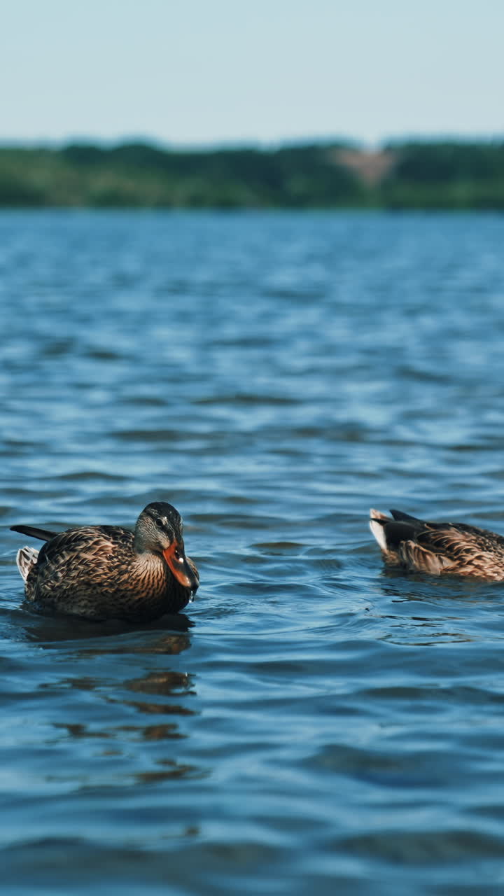 Uccelli selvatici che galleggiano su uno stagno. Anatre sulla superficie dell'acqua.