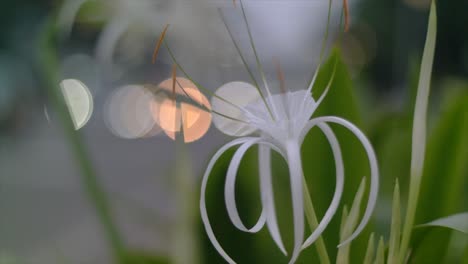 flores blancas que soplan en el viento contra el fondo del bokeh durante el día