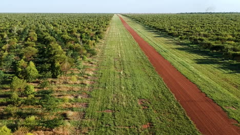 cinemática drone video verde enorme granja planta agricultura en interior