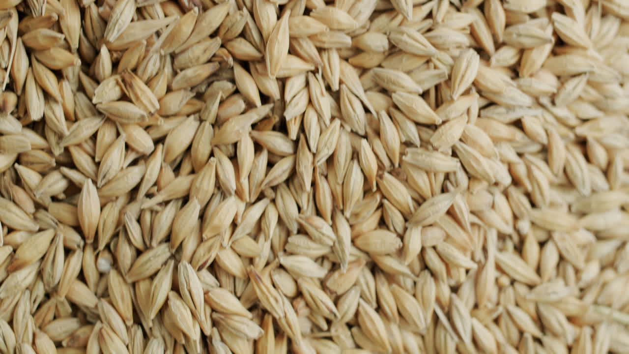 la cebada se vierte en un montón 2