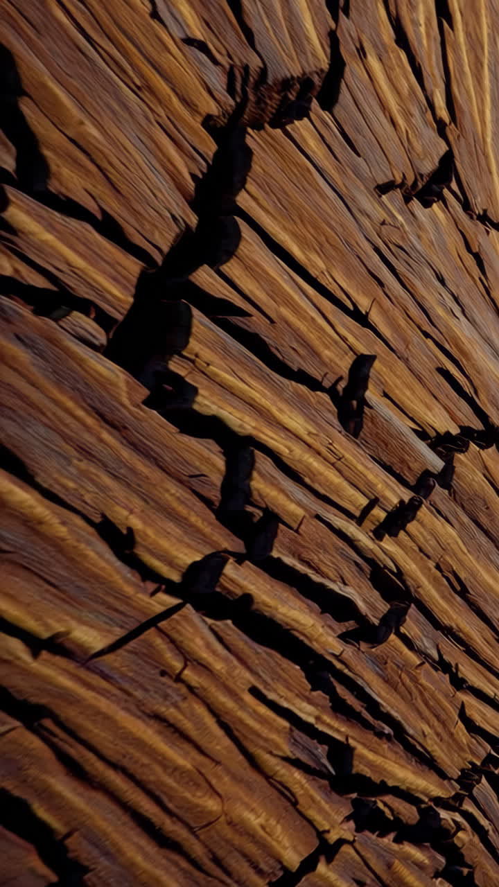 Abstract Close-up of Cracked Wood Texture with Strong Shadows