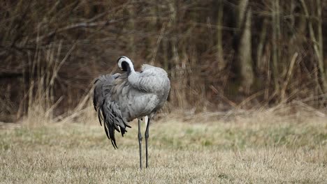 Crane-bird-cleaning-feathers-in-spring-dry-grass-meadow-close-up