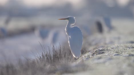 profile shot of backlit great egret sitting on frozen river bank in winter, tele