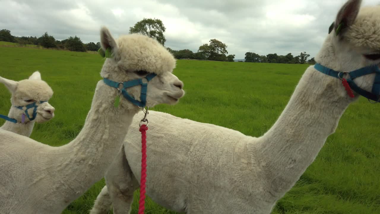 Group of white Alpacas close up walking across lush green fields