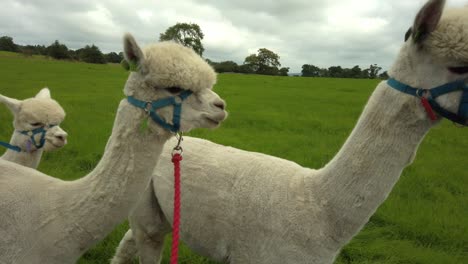 group of white alpacas close up walking across lush green fields