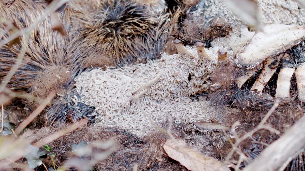 Time lapse ravvicinato della carcassa di un cinghiale selvatico in decomposizione sul suolo della foresta. Larve e insetti brulicano nella carne e nella pelliccia in putrefazione durante il processo di decomposizione naturale.