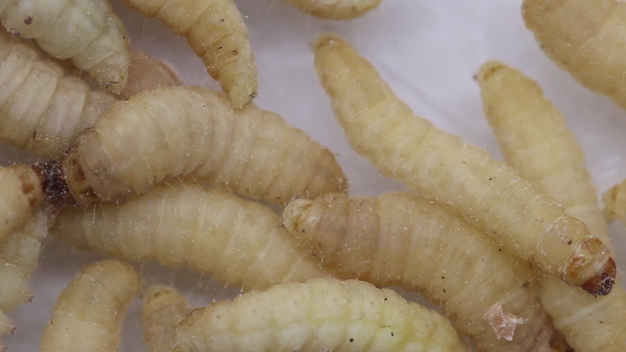 Closeup of Wax Moth larvae also known as Waxgrubs or Waxworms