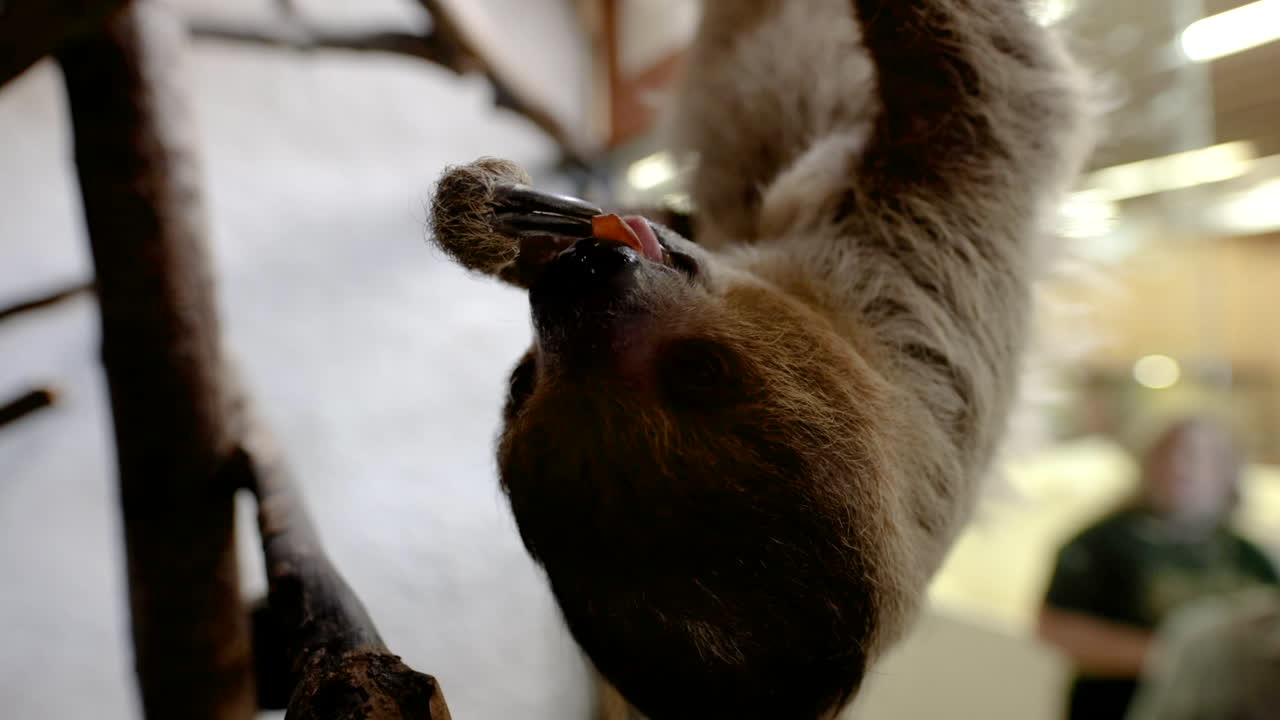 perezoso comiendo a cámara lenta dos dedos de los pies