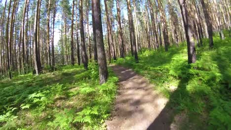 forest path through pine trees