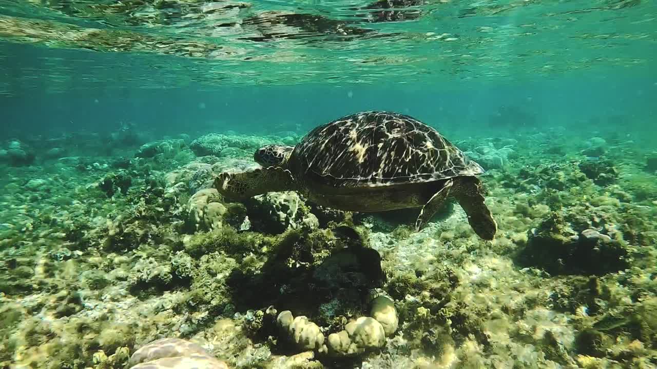 A Green Sea Turtle on a tropical coral reef in the Philippines