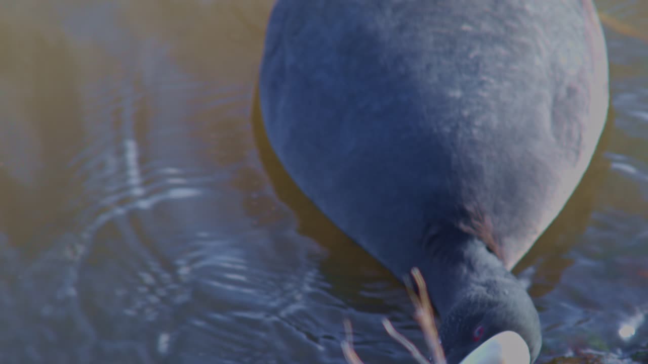 자연 환경에서 호수 강의 물 위의 야생 동물 야생 동물 클로즈업 뷰