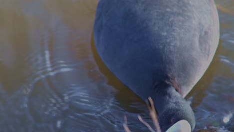 una vida silvestre en el agua en el lago río en el entorno natural vista de cerca