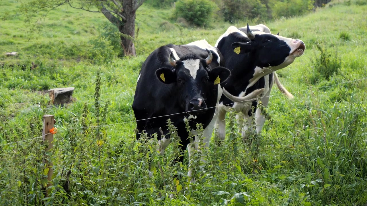 Due tori maculati in avvicinamento in un campo di campagna