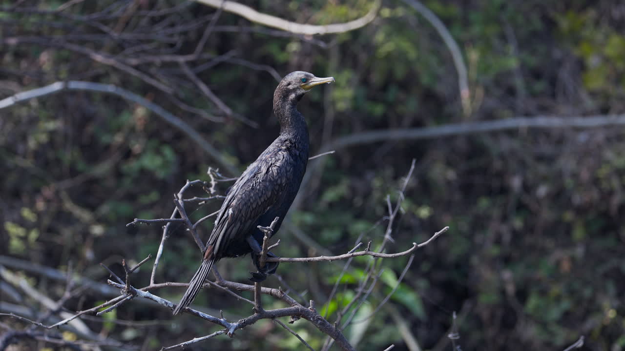 An Indian cormorant perched on the tree branch and looking for food in the forest in keoladeo bird sanctuary, Phalacrocorax fuscicollis.