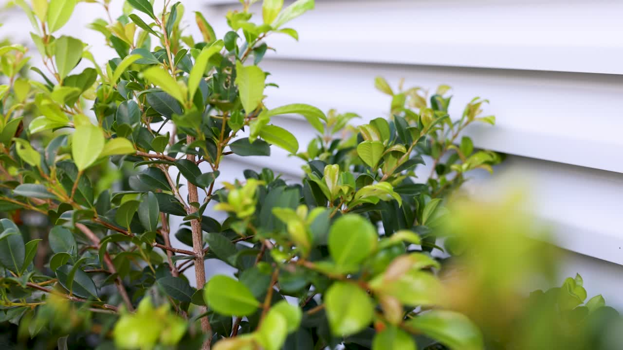 A gardener trims bushes with shears against a white wall in bright daylight, showcasing precise gardening techniques