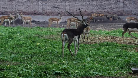 Shot-of-black-buck-in-national-park,-beautiful-wildlife-animal-in-forest-male-blackbuck-deer-in-Pakistan