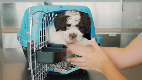 colocar cachorro en transportador de mascotas