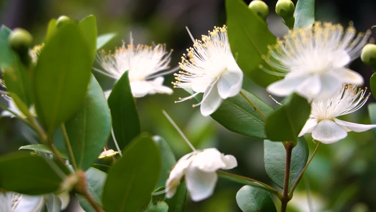 Close-up shot of Cloves leaves and flowers, which are ingredients for cooking, medicine, and the beauty industry, are ready to be harvested