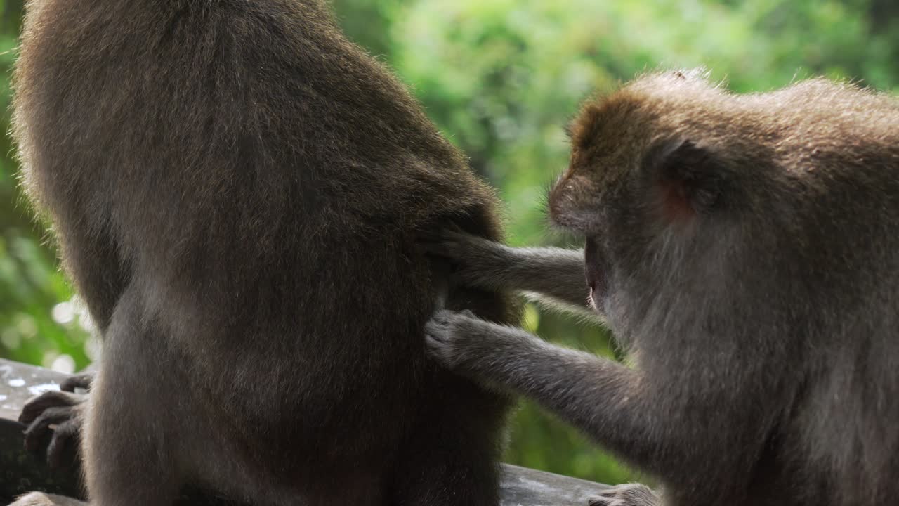 Monkeys primate wildlife behavior grooming each other fur insect cleaning thick fur
