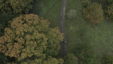 couple walking out from under green and orange tree canopy with their dog, high angle