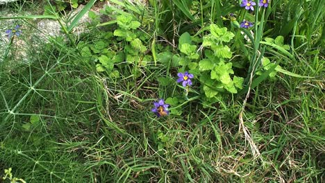 Bienen-Bestäuben-Bermudas-Nationalblume-&quot;Bermudiana&quot;.