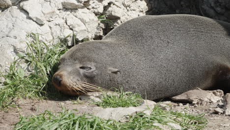 new zealand fur seal sleeping in kaikoura, south island, new zealand - close up