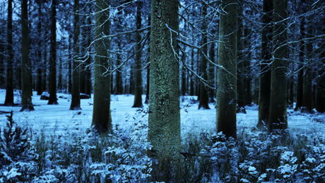 Winter-In-Einem-Fichtenwald,-Bedeckt-Mit-Weißem,-Flauschigem-Schnee