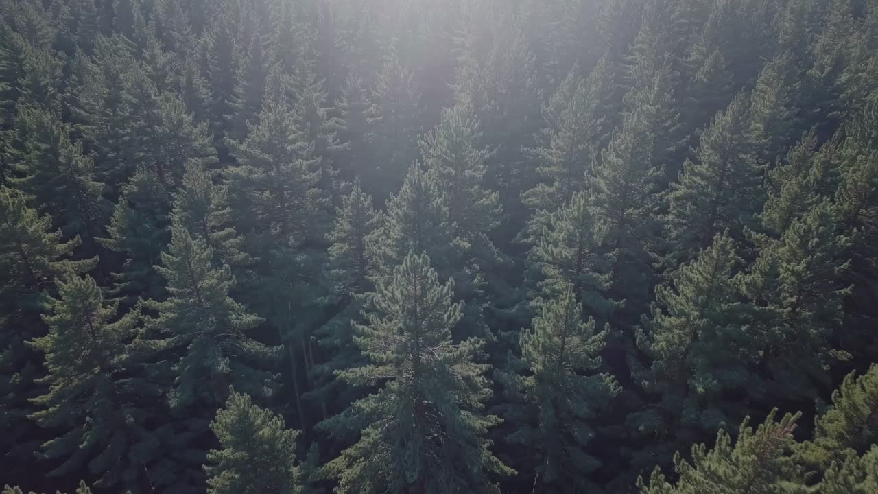 Video aereo riprende una fitta foresta da un'angolazione elevata, mostrando le cime degli alberi di un verde lussureggiante.