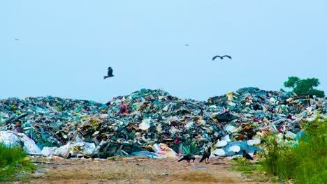 crows at the landfill - wide shot