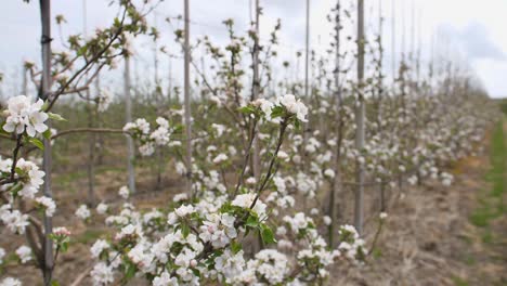 young apple trees in blossom with white flowers