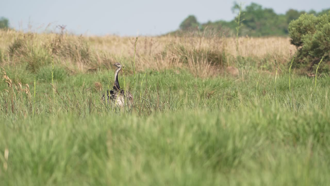 Distant view of greater rhea standing through tall grass in open grassland, Parque Nacional Ibera, Corrientes, Argentina