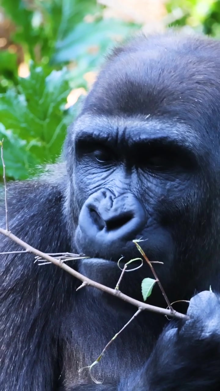 Un'inquadratura verticale dettagliata di un gorilla che mastica un ramo sottile tra il fogliame verde.