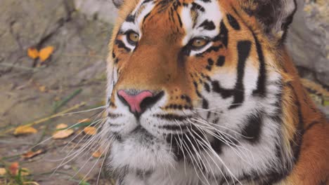 siberian tiger close up. the siberian tiger was also called amur tiger, manchurian tiger, korean tiger,and ussurian tiger, depending on the region where individuals were observed.