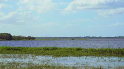 florida everglades park tall grass, lower myakka lake, in the myakka river state park