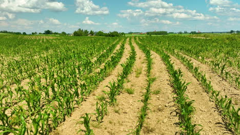 Rows-of-young-corn-plants-growing-in-a-field-under-a-bright-blue-sky-with-fluffy-clouds