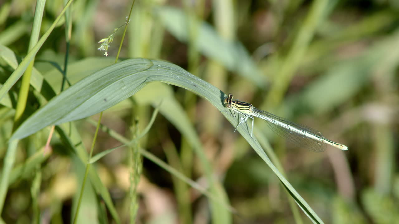 libélula sentada en una hoja meciéndose en el viento