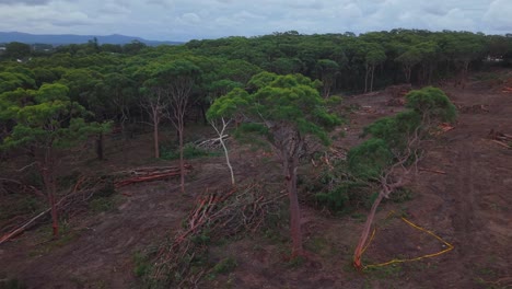 Drone pans around group of trees showing edge of deforested land and surrounding dry terrain