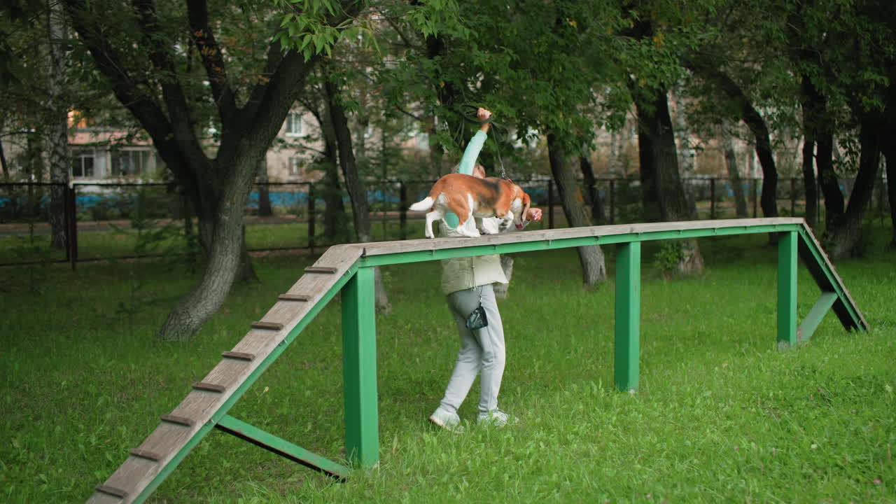 Female pet handler dressed in sport wear standing on ground holding robe as chow chow dog crosses high wooden trainer guided carefully during outdoor training session in grassy park