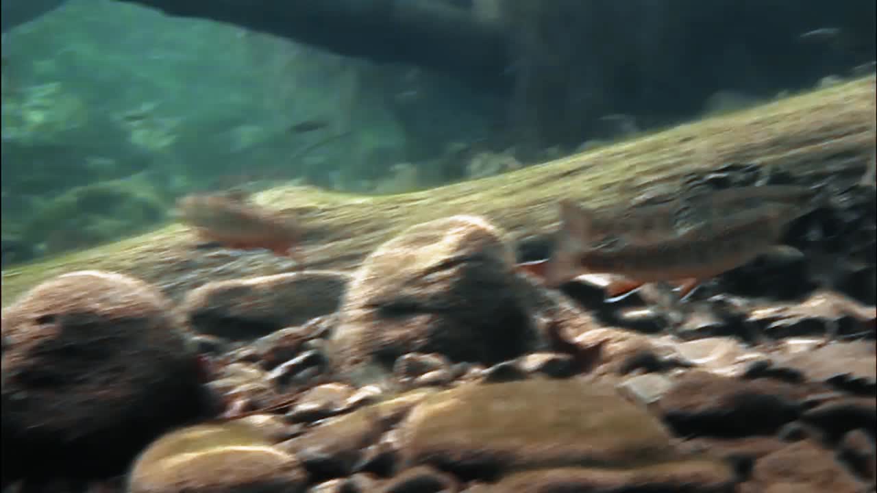 форель плавает в ручье, пол которого усыпан осенними листьями